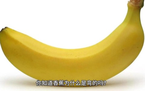 香蕉为什么是弯的？（为什么香蕉是弯的而不是直的）