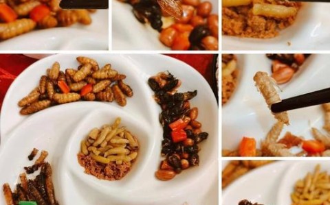昆虫美食节试吃（昆虫美食节试吃视频）