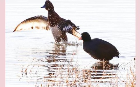 鸟类迁徙（鸟类迁徙时间）