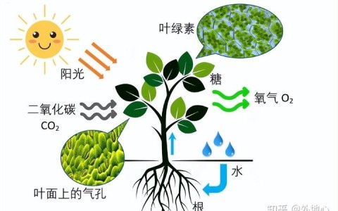 植物光合作用（植物光合作用原理）
