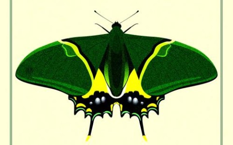 金斑喙凤蝶观测（金斑喙凤蝶数量）