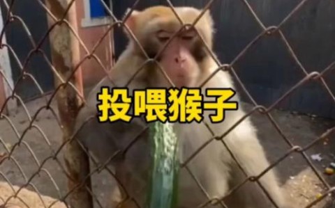 动物园猩猩投喂记（动物园猩猩亲人的表情包）