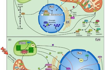 植物防御机制（植物防御机制包括）