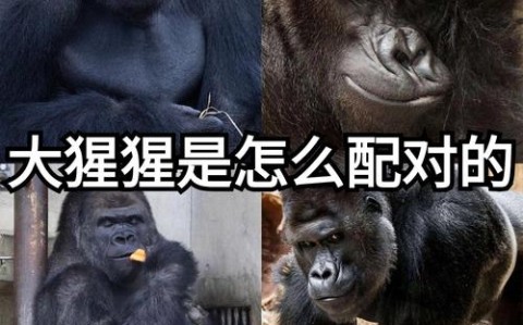 猩猩考人类社交证（猩猩学人）