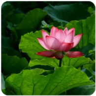 黄力晨:油价回落缓解通胀担忧 支撑黄金短线反弹