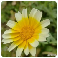 黄力晨:油价回落缓解通胀担忧 支撑黄金短线反弹