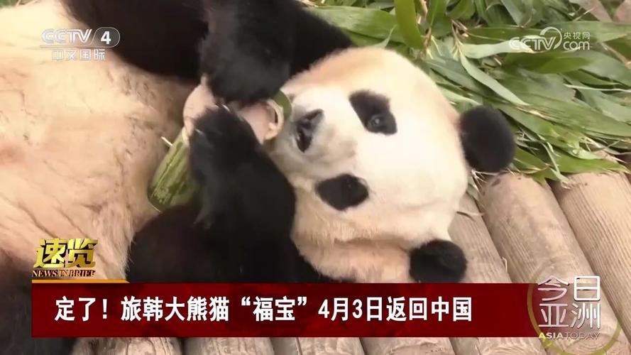 旅外大熊猫归国（大熊猫走出国门）