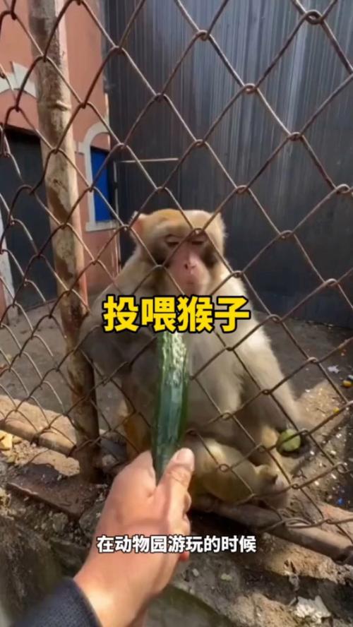 动物园猩猩投喂记(动物园猩猩亲人的表情包)