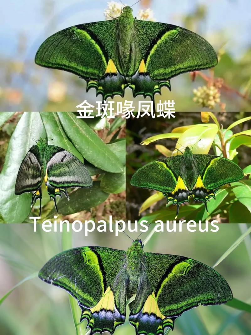 金斑喙凤蝶观测（金斑喙凤蝶数量）
