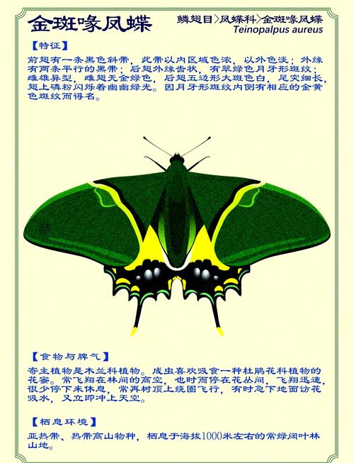 金斑喙凤蝶观测（金斑喙凤蝶数量）