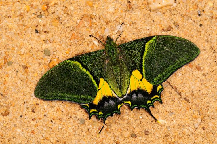 金斑喙凤蝶观测（金斑喙凤蝶数量）