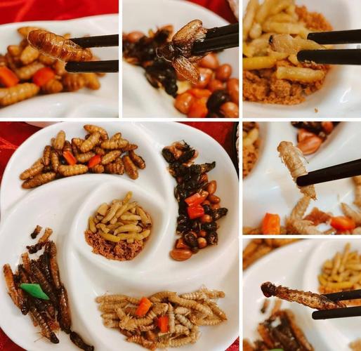 昆虫美食节试吃（昆虫美食节试吃视频）