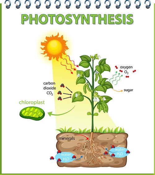 植物光合作用（植物光合作用原理）
