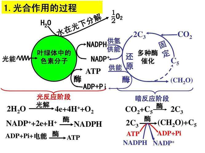 植物光合作用（植物光合作用原理）