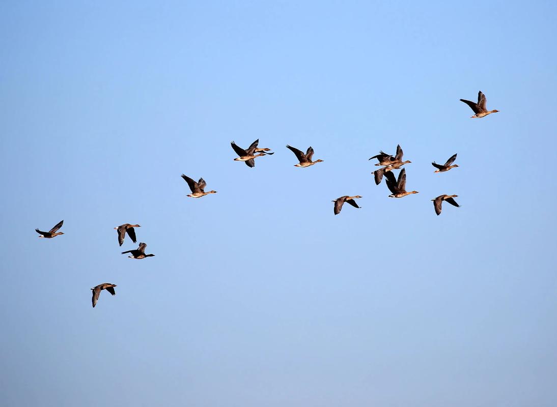 鸟类迁徙(鸟类迁徙时间)