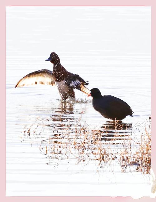 鸟类迁徙(鸟类迁徙时间)