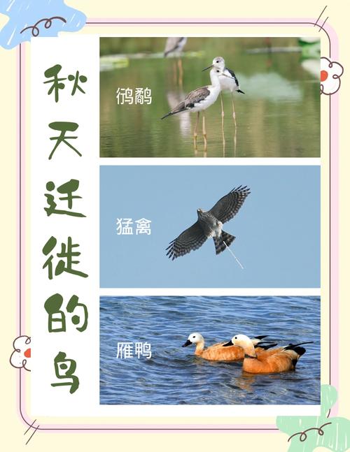 鸟类迁徙(鸟类迁徙时间)