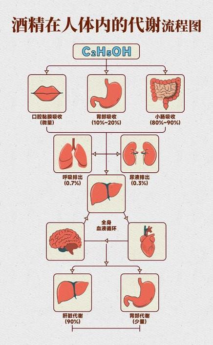 酒精代谢（酒精代谢速度）