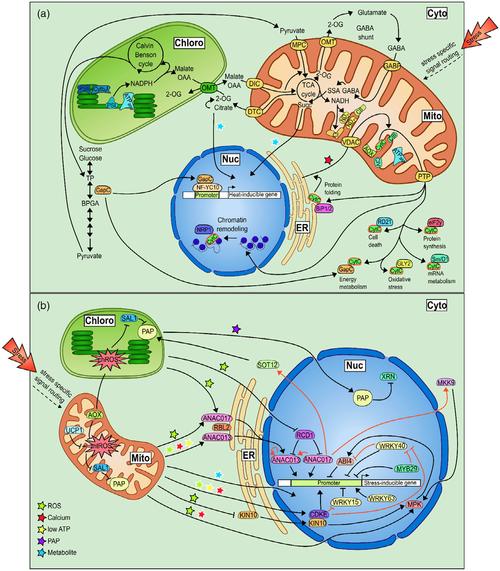 植物防御机制（植物防御机制包括）