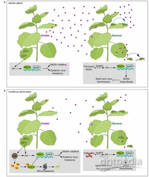 植物防御机制（植物防御机制包括）