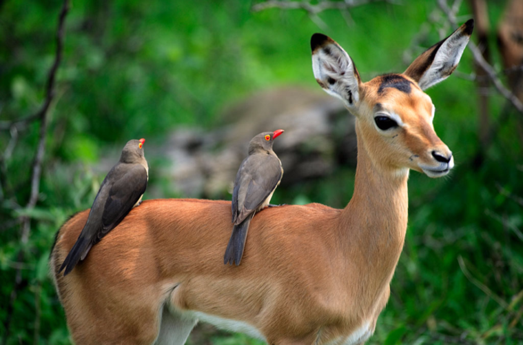 共生关系（共生关系的动物例子）