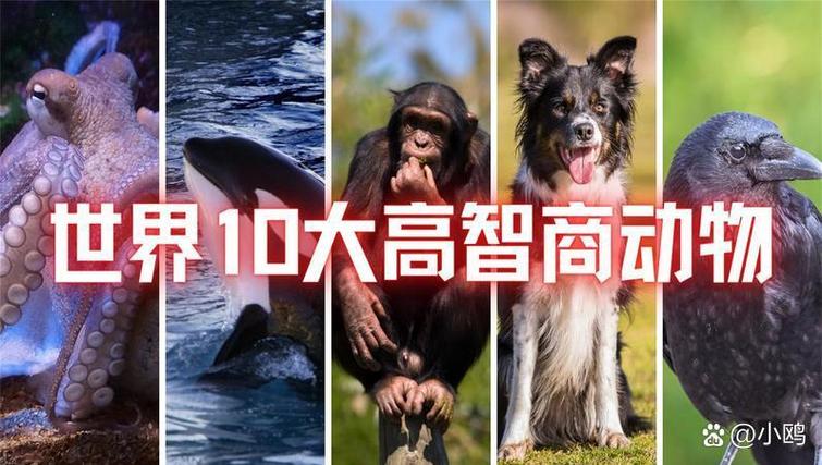 动物智商（哺乳动物智商）