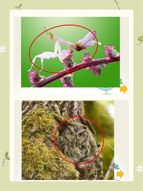 动物伪装术(动物伪装术合集)