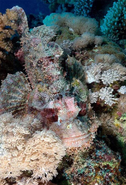 动物伪装术(动物伪装术合集)