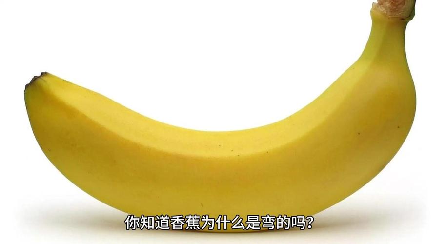 香蕉为什么是弯的？（为什么香蕉是弯的而不是直的）