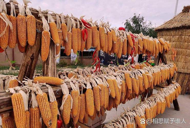 全国玉米延续涨势 下游情绪抵触抑制成交