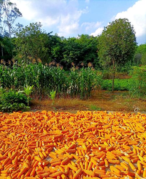 全国玉米延续涨势 下游情绪抵触抑制成交