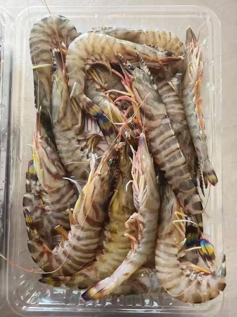 竹节虾的做法（冷冻大鲜竹节虾的做法）