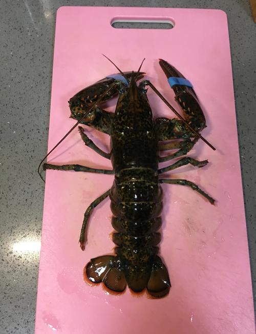 波士顿龙虾做法(大龙虾的最简单做法)