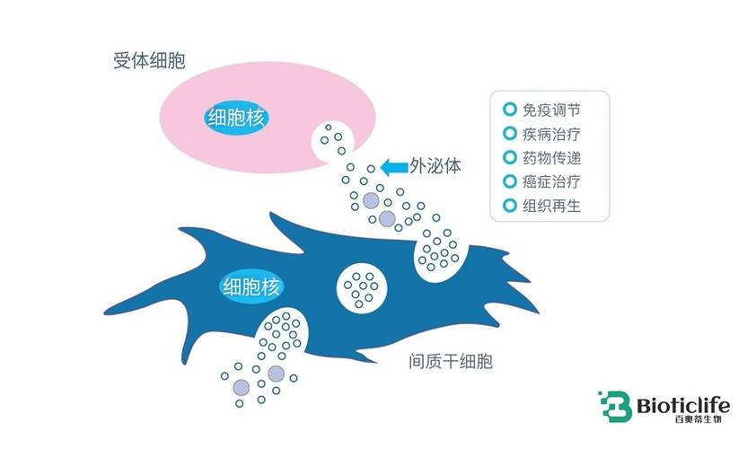 A股上市公司开能健康有布局外泌体疗法,业务方向包括宠物保健抗衰方向