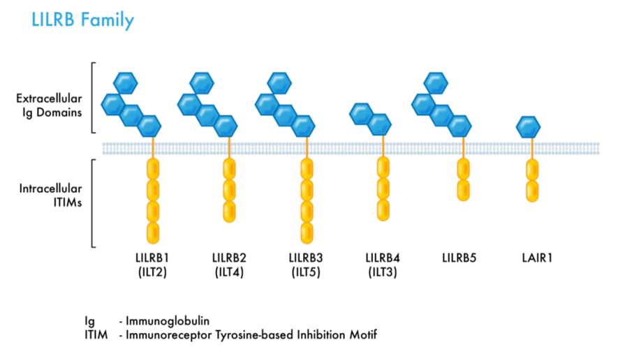 康方生物午前涨近6% 公司首款三抗AK150近日获批临床